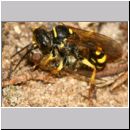 Mellinus arvensis - Kotwespe w42a mit Fliege.jpg